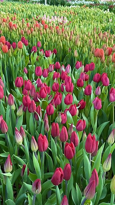 Букеты из живых цветов: Тюльпаны — предзаказ - Срезанные тюльпаны из теплицы, аккуратные at lalafo.kg — 19 Букеты из живых цветов: Тюльпаны — предзаказ - Срезанные тюльпаны из теплицы, аккуратные — 19