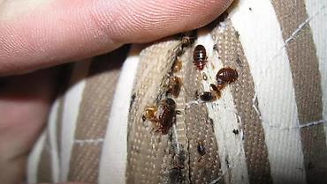 Дезинфекция, дезинсекция: Дезинфекция, дезинсекция, | Клопы, | Транспорт, Офисы, Квартиры — 13