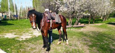 Лошади, кони: Продаю | Конь (самец) | Рабочий | Мерин