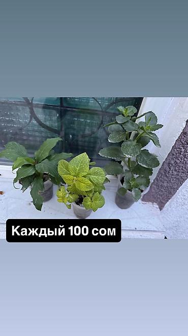 Уход за растениями: Комнатные растения в горшках и стаканчиках. - Различные молодые — 1