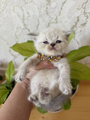 Pişiklər: Şotland yastı qulaq — 6