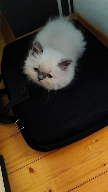 scottish fold satilir: Şotland yastı qulaq, Yaxşı əllərə — 2