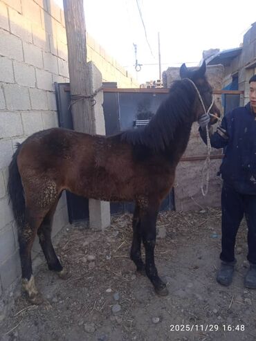 Лошади, кони: Продаю | Жеребенок | Рабочий — 8