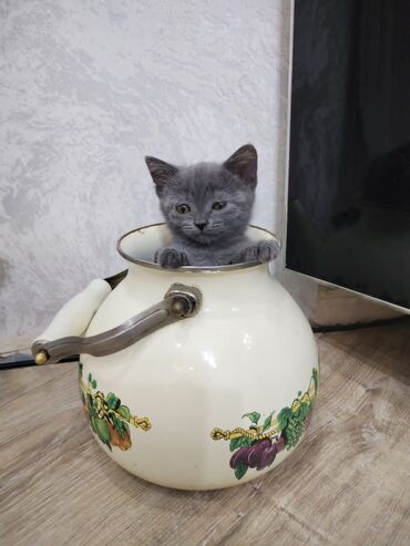котенок в добрые руки: Британская, Самовывоз