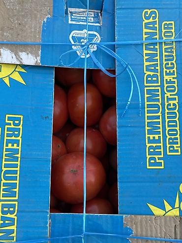 продать помидоры оптом: Помидоры Красные, Оптом — 3
