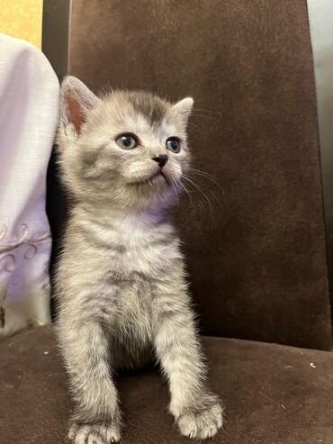 Pişiklər: Şotland, Erkək, Dişi, Cütləşmə üçün, Ünvandan götürmə, Pulsuz çatdırılma, Ödənişli çatdırılma — 20