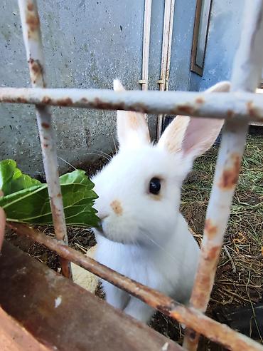 dovşan balası: Ağ-sarı, qəhvəyi dekorativ dovşan, ətraflı məlumat üçün zəng və ya — 3