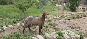 qurd satisi: Salam. Təmiz Qala cinsli erkəy qoyun satılır. 2025-ci ilin mart ayının — 1