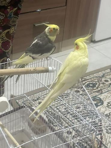 goyərcin şəkilləri: Nimfa (Cockatiel) cütlüyü – evdə bəslənən dekorativ tutuquşular — 1