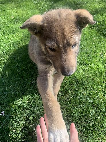 Продажа собак: Лайка, 2 месяца, Самец — 9