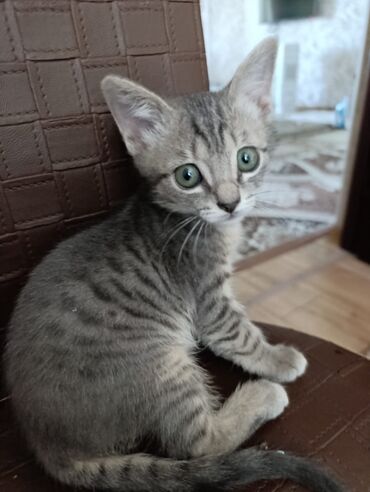 скоттиш фолд шотландская вислоухая кошка: Мышык бекер берилет: Породасыз, 2 айлык, Ургаачы, Лотокко барууга үйрөтүлгөн