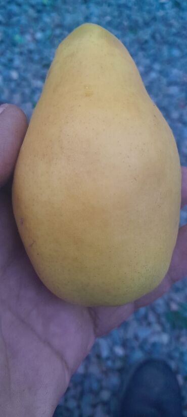 Meyvə və giləmeyvə: Her növ meyvə ağaclarının satışı — 4