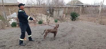 pitbull satisi: Pitbul, 2 il, Erkek, Ödənişli çatdırılma