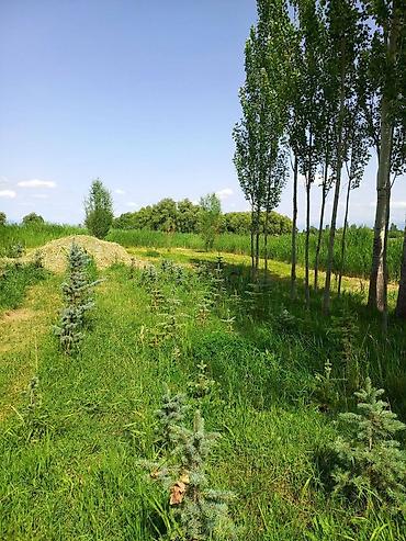 Продажа коттеджей и домов: Продается ферма в Джети-Огузском районе, Иссык-Кульская область — 18