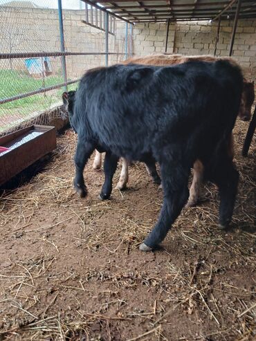 Dana, buzov: Məhsul: Dana (gənc iribuynuzlu heyvanlar) Təsvir: - Şəkillərdə bir — 5