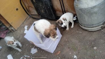 немецкая овчарка даром: Щенят в добрые руки милые смешанные пароды с овчаркой и метис другая