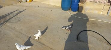 Göyərçinlər: Satılır: bəzək göyərçinləri dəsti - Növ: bəzək və uçuş üçün saxlanan — 2