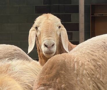 эдильбай овцы купить: Продаю | Баран (самец) | Арашан | Для разведения | Осеменитель