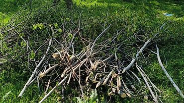 Дрова: Дрова Тополь, Самовывоз — 4