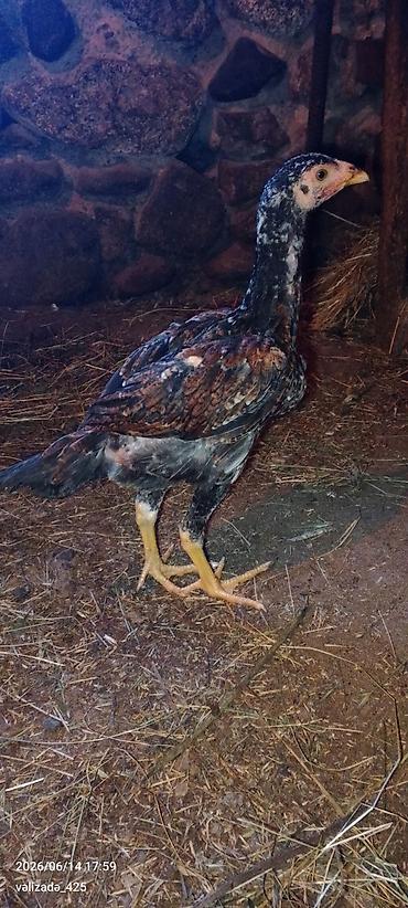 barter xoruz: 3 aylıq heyratı Cücələr təcili satılır yer yoxdur deyə satıram ata — 2