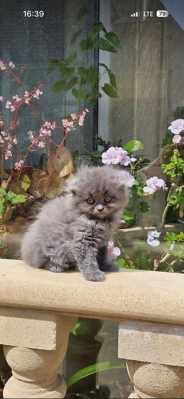 Кошки: Шотландская вислоухая — 2