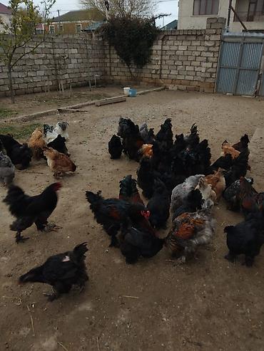 sultan quşu qiymeti: 1 illiklər 40 manat balacalar 6-15 manataqədər.Vatsap işləmir — 3
