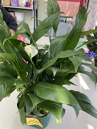 Бөлмө өсүмдүктөрү: Спатифиллум (Spathiphyllum) в декоративном горшке - Пышный взрослый — 2