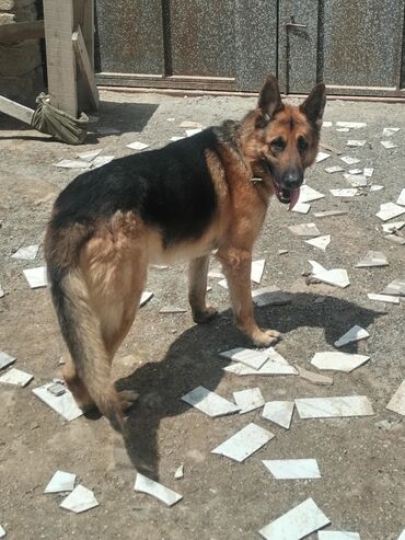 coban itlerin satisi: Alman çoban iti, 10 il, Erkek, Ünvandan götürmə