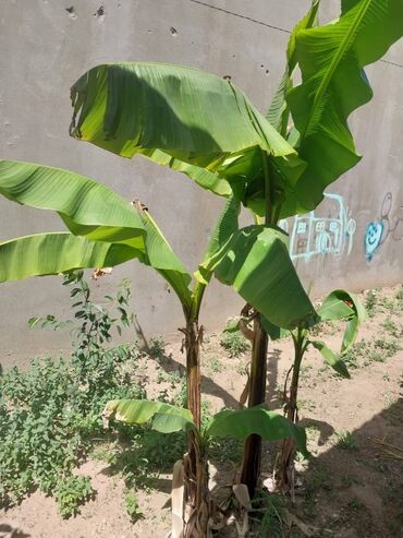 bitki satışı: Banan ağacları, 2 böyük, 3 balaca . Hamısı birlikdə satılır