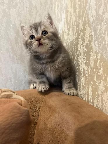 Pişiklər: Britan — 8