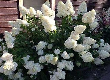 Другие садовые цветы и кустарники: В наличии метельчатые и крупно листовые гортензиии .все сорта есть at lalafo.kg — 3 Другие садовые цветы и кустарники: В наличии метельчатые и крупно листовые гортензиии .все сорта есть — 3