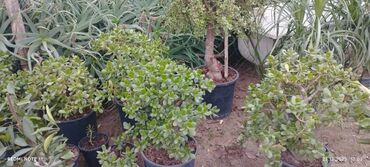 Otaq bitkiləri: Qablı dekorativ bitkilər - Portulacaria afra (fil qulağı/spekboom) – — 12