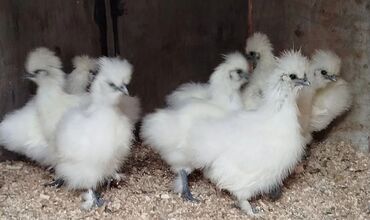сельскохозяйственные животные продажа: 🐣Продаю декоративные карликовые породы кур и петухов! Отличные