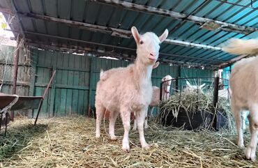 Козы, козлы: Продаю | Коза (самка) | Для разведения — 18