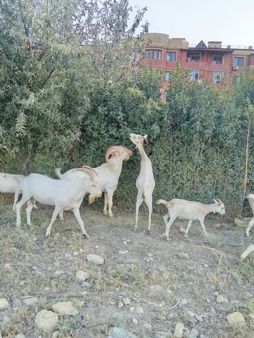 cins keci: Erkək, Zanen, il: 2, 78 kq, Damazlıq, Ünvandan götürmə