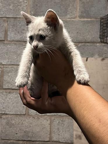 Отдам даром кошку: Кошка даром: Беспородная, 3 месяца, Девочка at lalafo.kg — 1 Отдам даром кошку: Кошка даром: Беспородная, 3 месяца, Девочка — 1