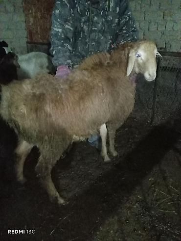 Баран, овца: Продаю | Баран (самец) | Для разведения — 7