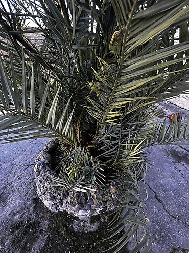 banan agaci: Xurma (xurma xurması) palmı – həyət və bağ sahələri üçün dekorativ iri — 6