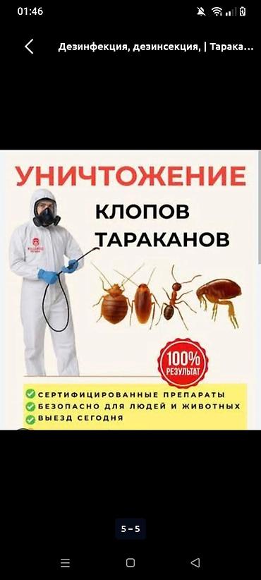 ветеринар на дом: Дезинфекция, дезинсекция, | Клопы, | Квартиры — 5