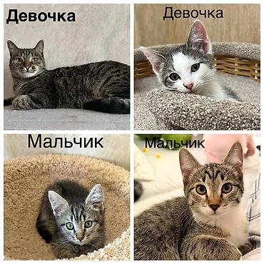 Кошка даром: Лесная, Мальчик