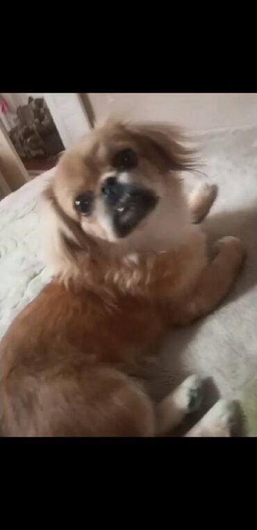 pişiyə verilən adlar: Pekines, 8 ay, Dişi, Sənədli, Ünvandan götürmə