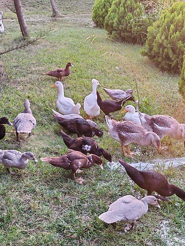 poni at satilir: Salam lavanda krasnadar zumrud ve pekin ordek ballari iclerinde — 6