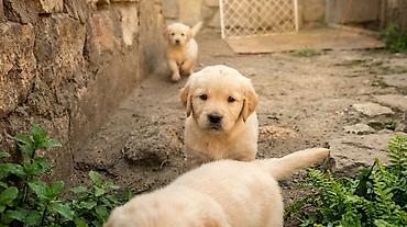 dok it: 🐕 əsi̇l ci̇ns rotveyler balalari — xüsusi̇ qi̇ymət! 🔥 700 azn əvəzinə — 1