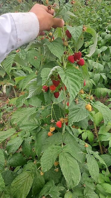 Малина: Малина — 6