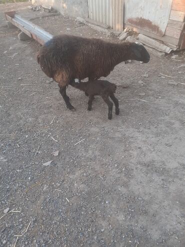 Куры: Hevan satlır ciddi şəxslər narahat eləsin 3 balasdı balası erkəydi