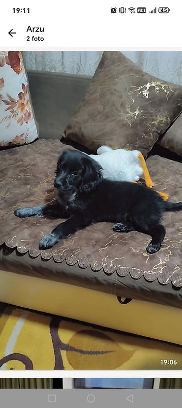 it telimi: Koker spaniyel, 4 ay, Erkək, Ünvandan götürmə — 2