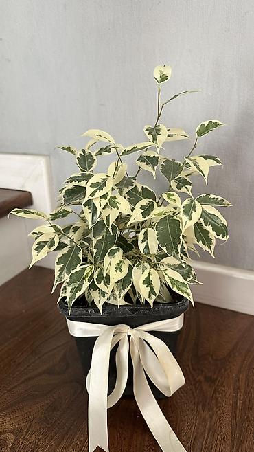 фикус: ПродаюФикус Бенджамина вариегатный (Ficus benjamina Variegata) в — 3