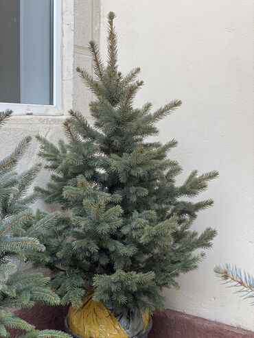 Декоративные деревья: Продаются елки🌿🌲 От 1м до 3,5м. С хорошим комом. Идеально подойдет для — 9