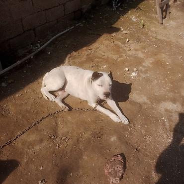 İtlər: Amerikan buldoqu, Erkek, Peyvəndli — 1