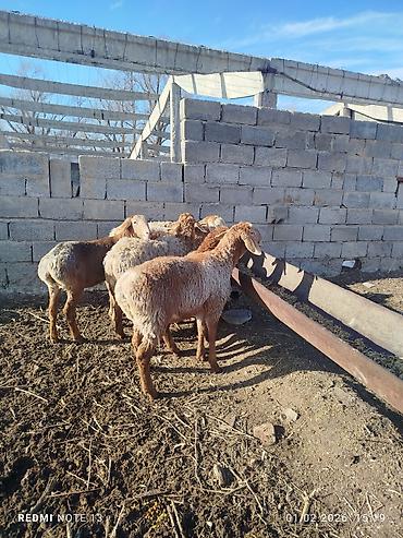 Баран, овца: Продаю | Овца (самка) | Эдильбаевская | Для разведения at lalafo.kg — 9 Баран, овца: Продаю | Овца (самка) | Эдильбаевская | Для разведения — 9